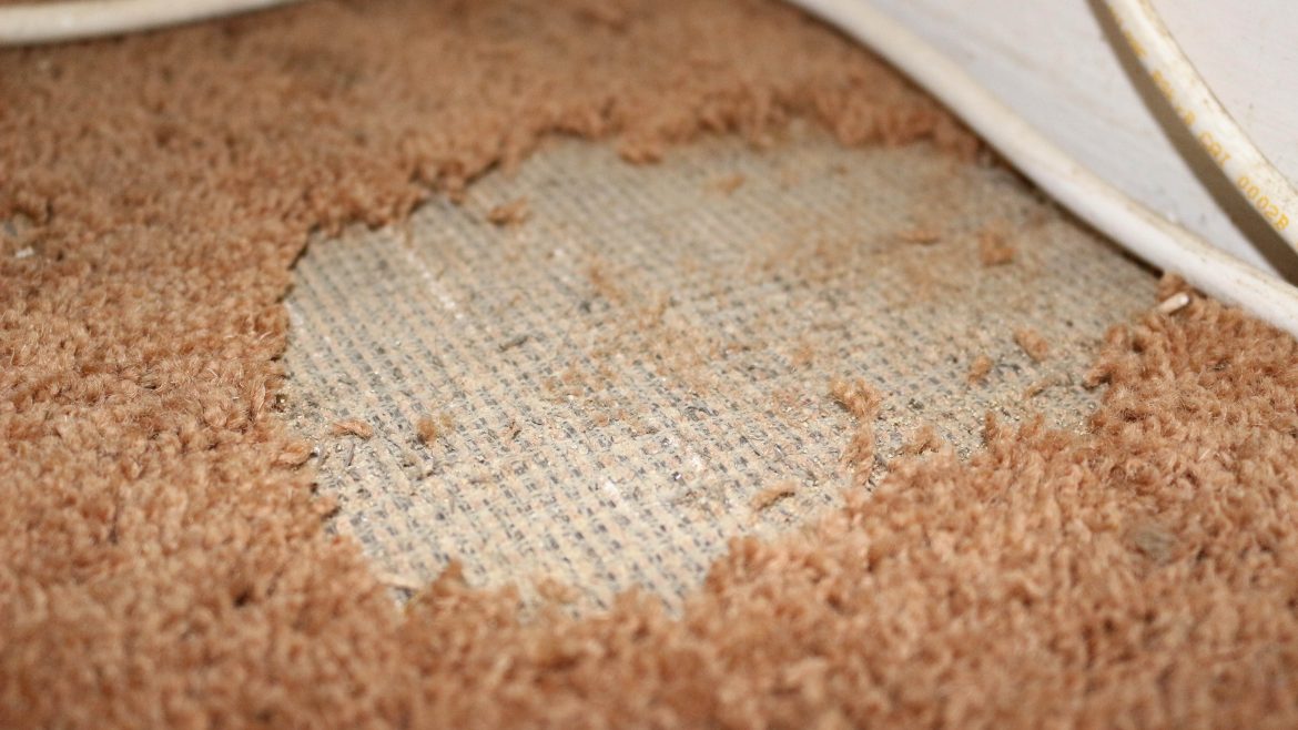 Carpets from Termites & Moisture Damage
